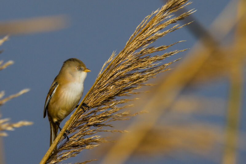 Panure à moustaches femelle